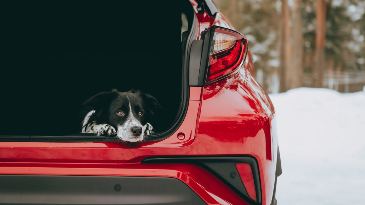 Toyota priedai šunų savininkams